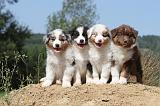 BERGER AUSTRALIEN PUPPIES 064
